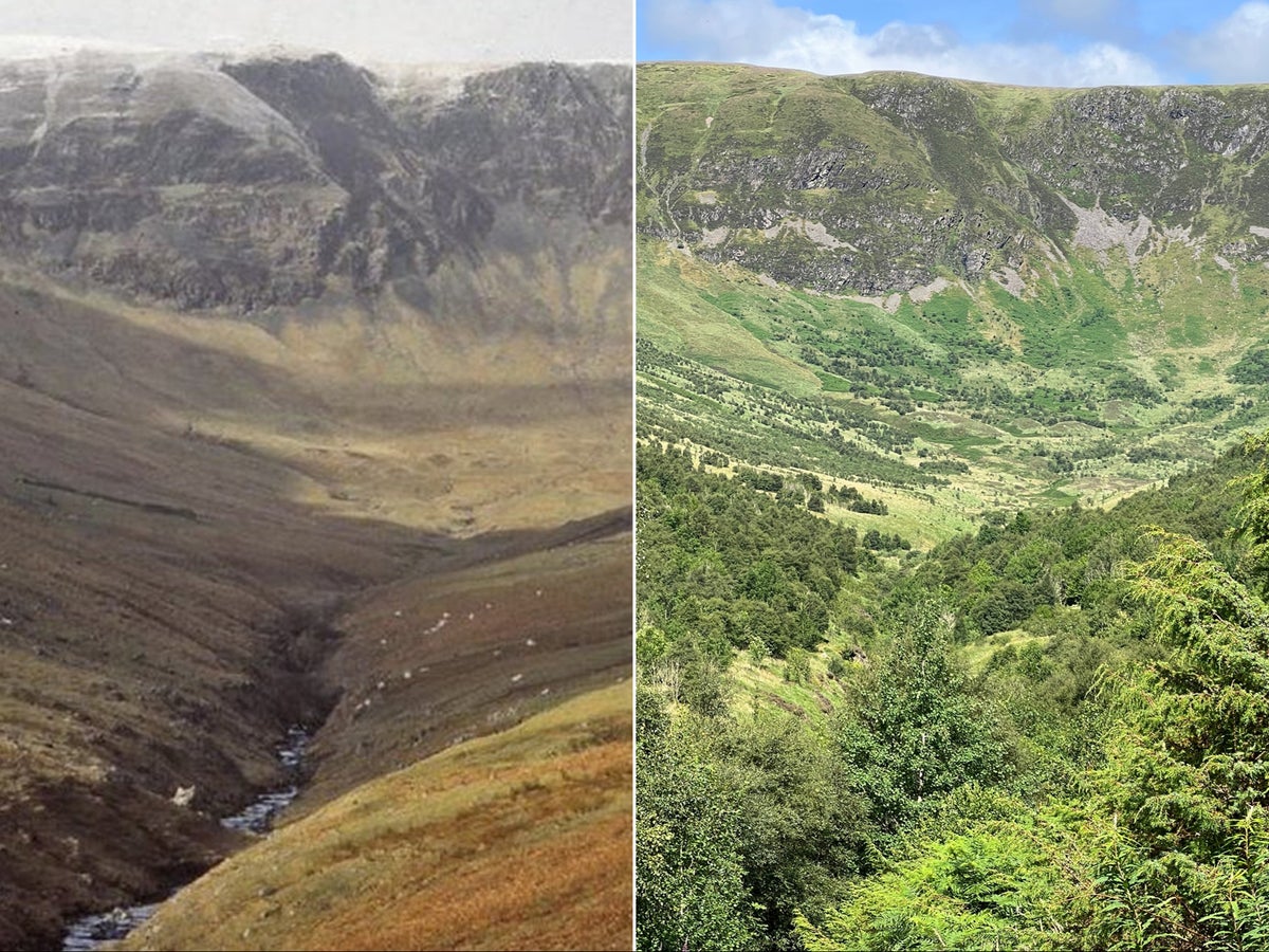 rewilding:-before-and-after-photos-reveal-stunning-transformation-of-scottish-glen