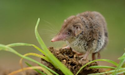 china-discovers-potentially-fatal-new-virus-passed-to-humans-from-shrews