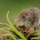 china-discovers-potentially-fatal-new-virus-passed-to-humans-from-shrews