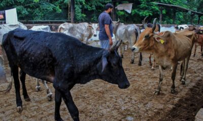 virus-kills-100,000-cattle-in-india,-threatens-livelihoods