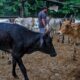 virus-kills-100,000-cattle-in-india,-threatens-livelihoods