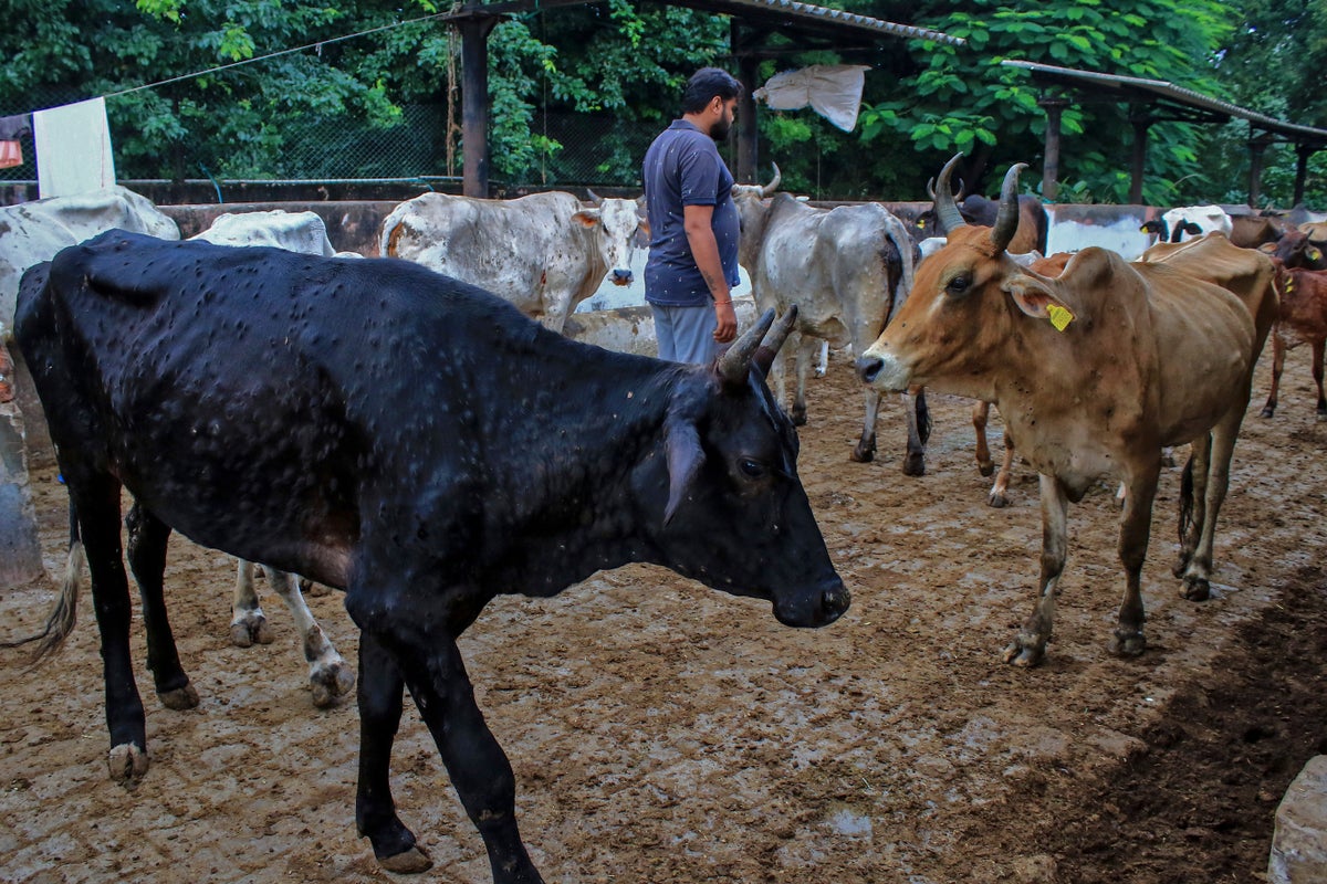 virus-kills-100,000-cattle-in-india,-threatens-livelihoods