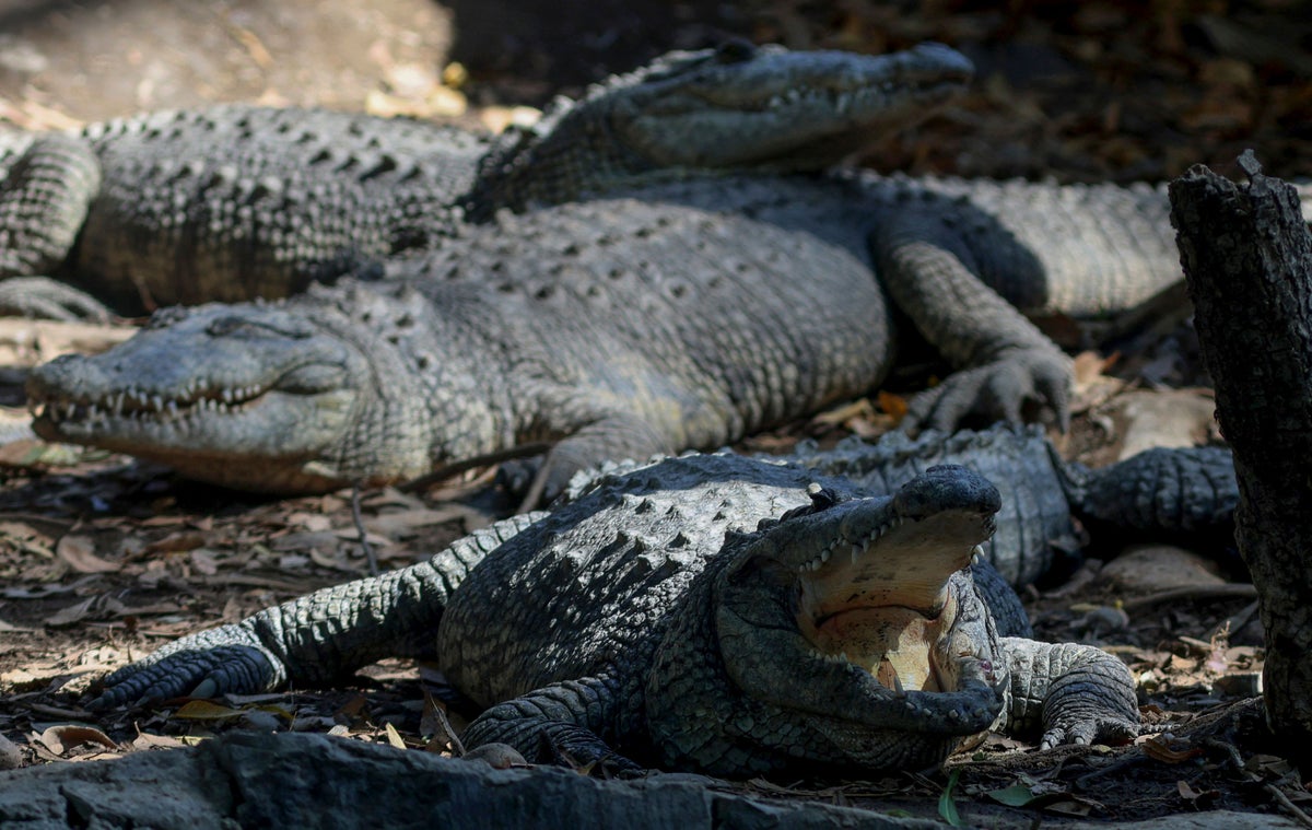 teenager-attacked-by-crocodile-during-flood-evacuations-in-australia
