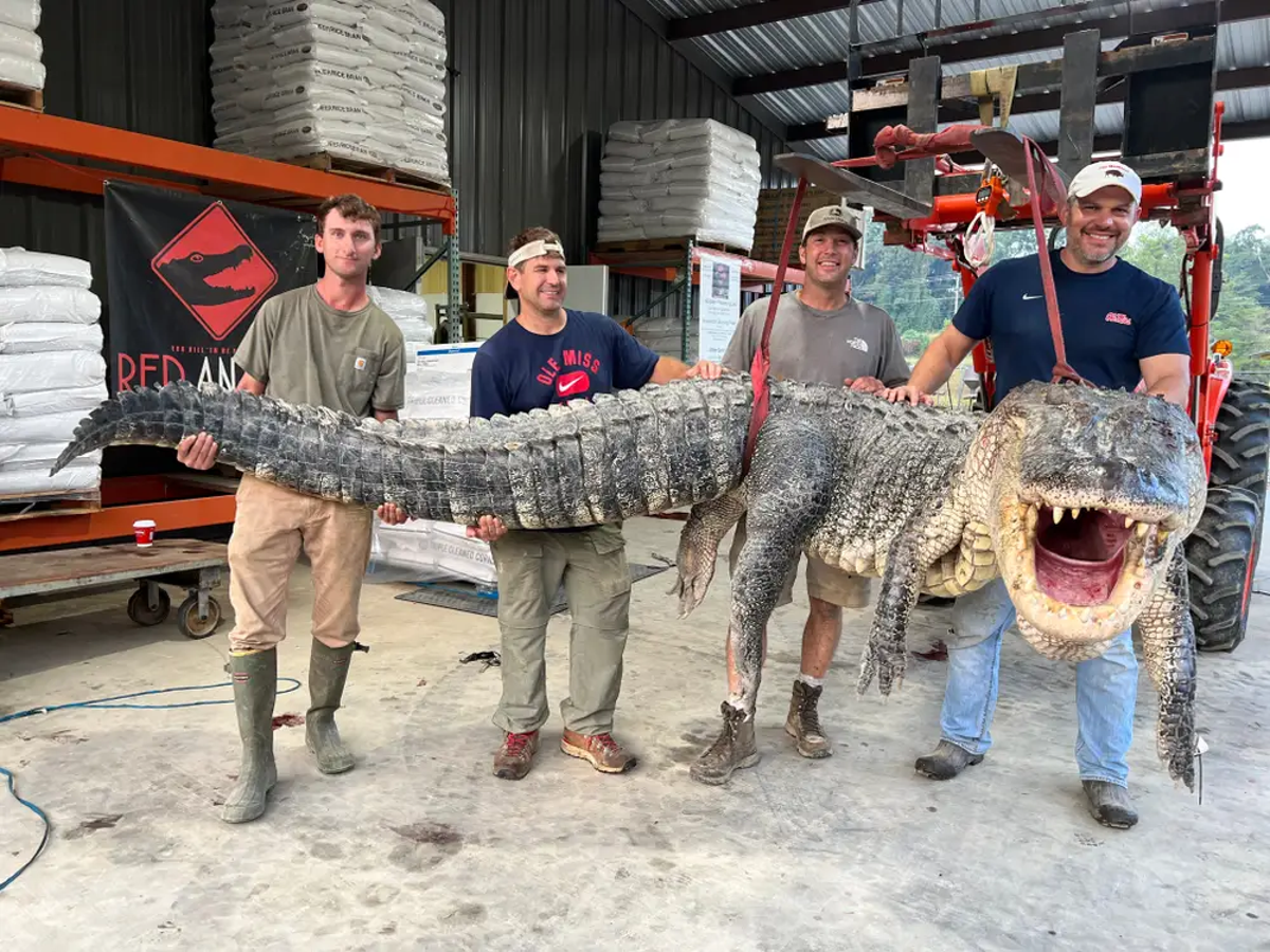 record-breaking-14-foot-gator-meat-was-donated-to-mississippi-soup-kitchens