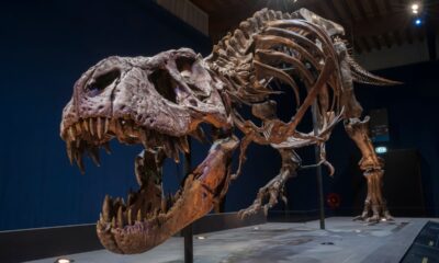 fossils-of-75-million-year-old-tyrannosaur-reveals-what-it-had-as-last-meal