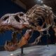 fossils-of-75-million-year-old-tyrannosaur-reveals-what-it-had-as-last-meal