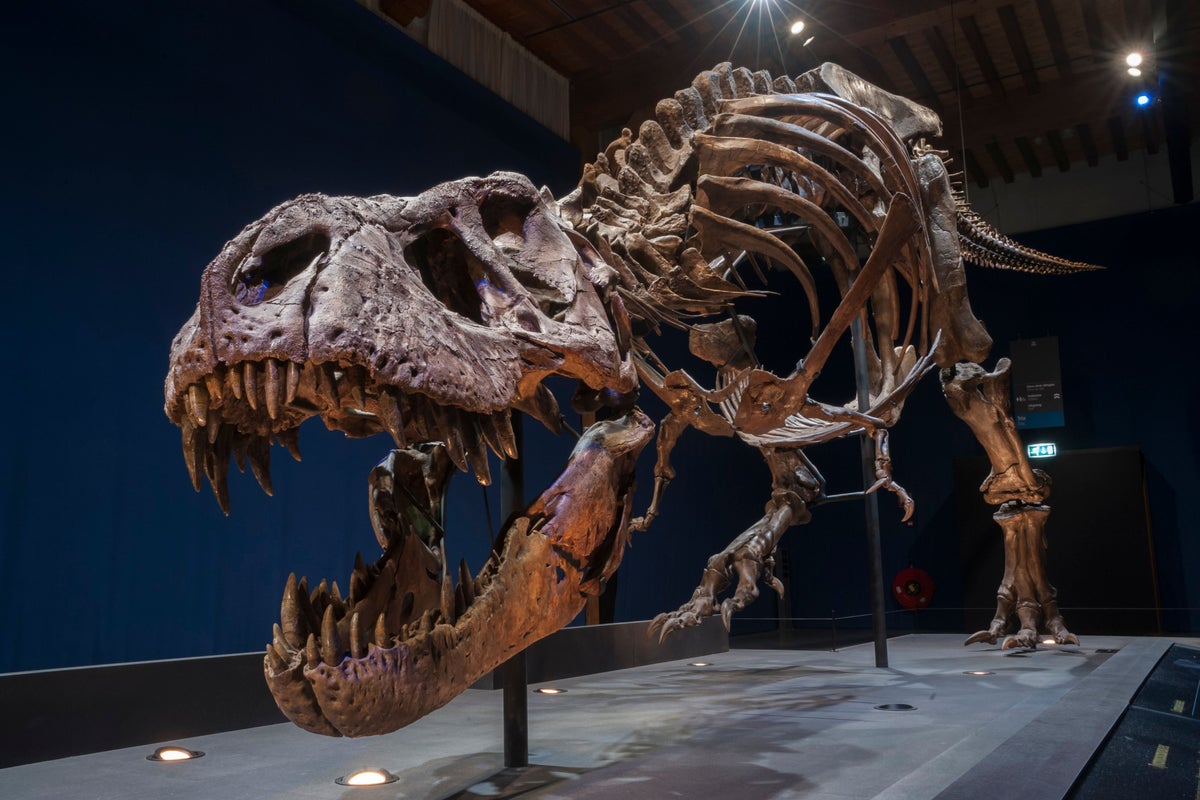 fossils-of-75-million-year-old-tyrannosaur-reveals-what-it-had-as-last-meal