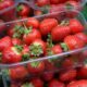 future-of-british-berry-growing-sector-‘hangs-in-balance’