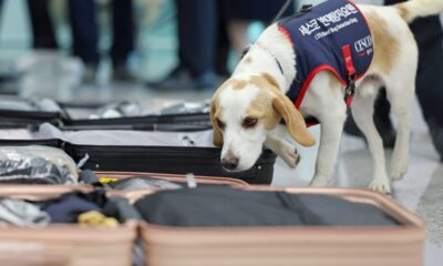 south-korea-deploys-bedbug-sniffer-dog-at-main-airport-to-keep-away-critters-from-paris-olympics