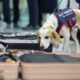 south-korea-deploys-bedbug-sniffer-dog-at-main-airport-to-keep-away-critters-from-paris-olympics