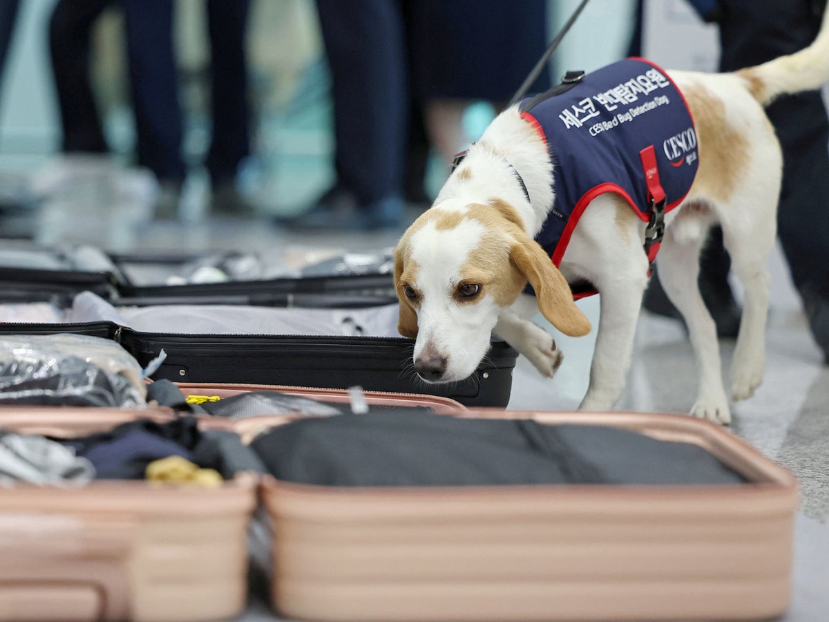 south-korea-deploys-bedbug-sniffer-dog-at-main-airport-to-keep-away-critters-from-paris-olympics