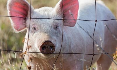 the-first-case-of-bird-flu-has-been-found-in-a-pig-at-an-oregon-farm