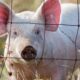 the-first-case-of-bird-flu-has-been-found-in-a-pig-at-an-oregon-farm