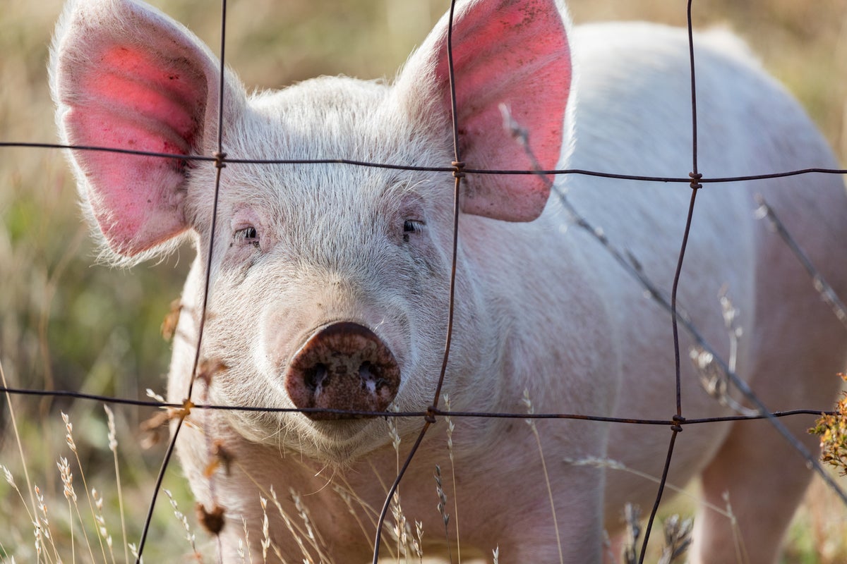 the-first-case-of-bird-flu-has-been-found-in-a-pig-at-an-oregon-farm