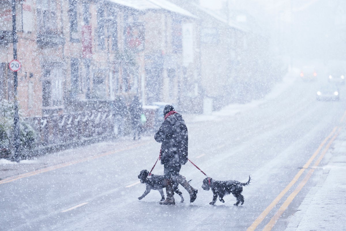 should-you-walk-your-dog-in-snow-and-freezing-temperatures?