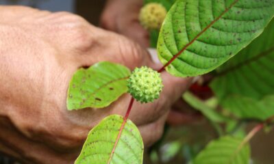 warnings-spread-on-tiktok-about-‘feel-free’-drinks-that-contain-kratom,-which-has-opioid-like-effects
