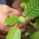 warnings-spread-on-tiktok-about-‘feel-free’-drinks-that-contain-kratom,-which-has-opioid-like-effects