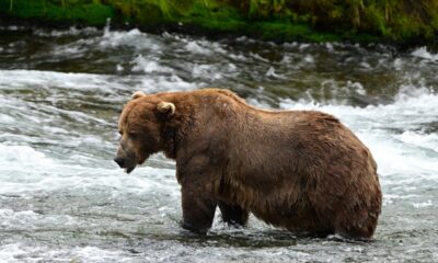 chunk,-a-1,200-pound-bear-with-a-broken-jaw,-wins-alaska’s-popular-fat-bear-week-contest