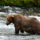 chunk,-a-1,200-pound-bear-with-a-broken-jaw,-wins-alaska’s-popular-fat-bear-week-contest