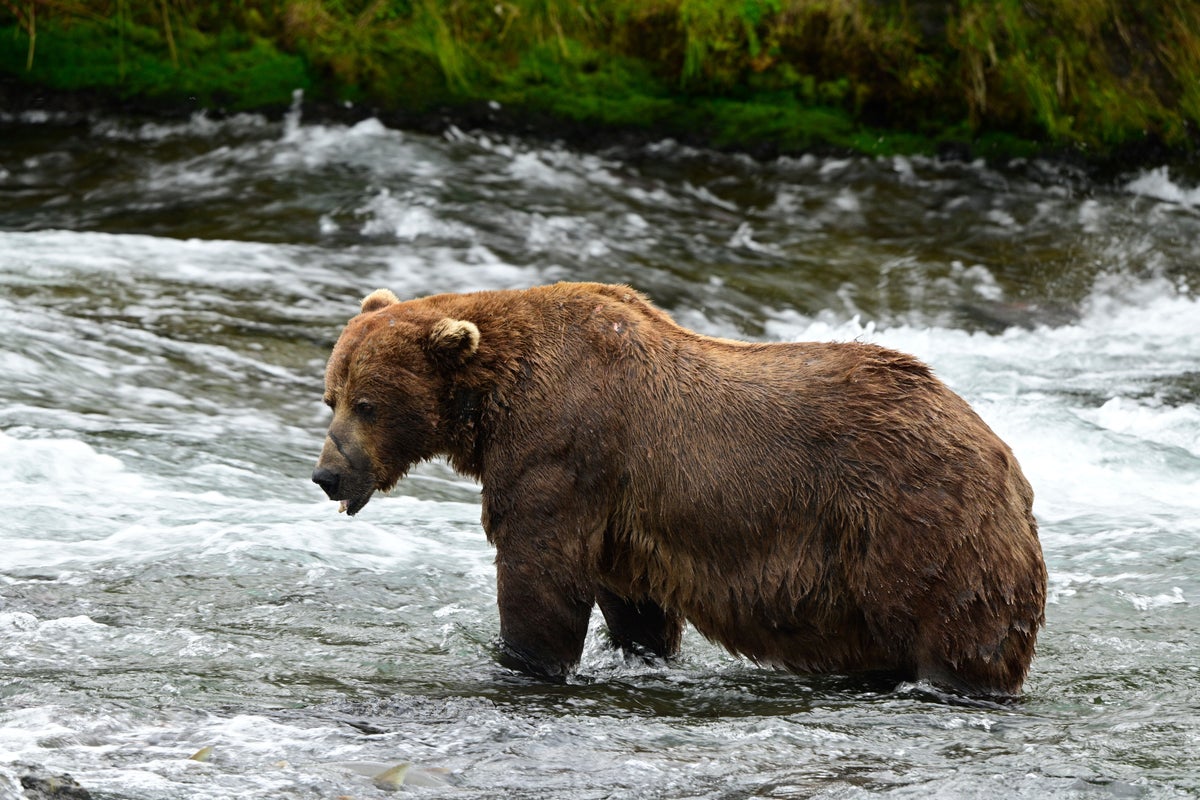 chunk,-a-1,200-pound-bear-with-a-broken-jaw,-wins-alaska’s-popular-fat-bear-week-contest