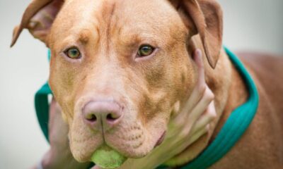 county-lifts-ban-on-dog-breed-after-almost-three-decades