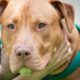 county-lifts-ban-on-dog-breed-after-almost-three-decades
