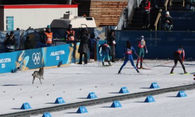 wandering-dog-joins-skiing-race-at-winter-olympics
