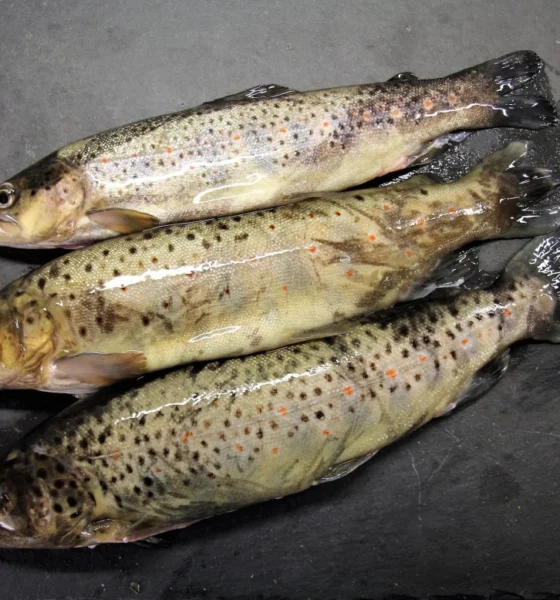 armenia-to-establish-new-requirements-for-exporting-fish,-fish-products-to-eu