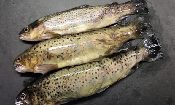 armenia-to-establish-new-requirements-for-exporting-fish,-fish-products-to-eu