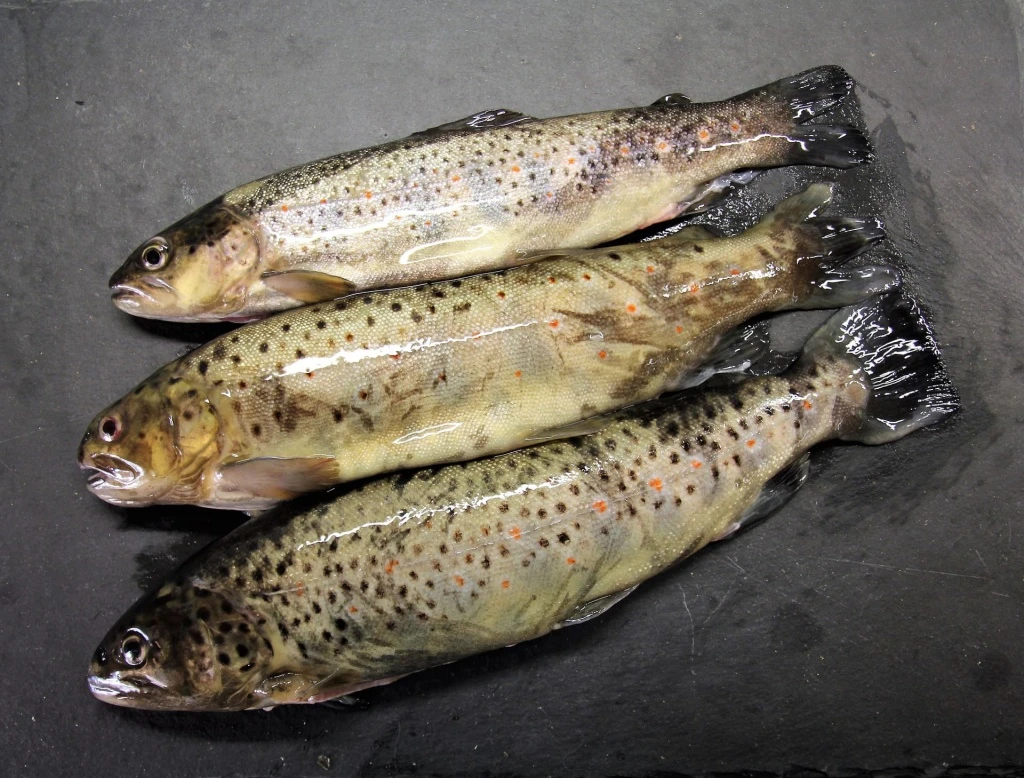 armenia-to-establish-new-requirements-for-exporting-fish,-fish-products-to-eu